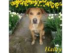 Adopt Hailey a Boxer