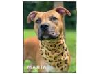 Adopt Maria a Black Mouth Cur, Staffordshire Bull Terrier