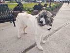 Adopt January Sky DFW a Anatolian Shepherd, Great Pyrenees