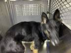 Adopt Freya ADOPTED a German Shepherd Dog, Mixed Breed