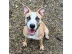 Adopt Cinnamon a Pit Bull Terrier