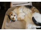 Adopt Marigold a Domestic Short Hair