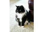 Adopt Willow & (Nugget) a Domestic Short Hair, Maine Coon