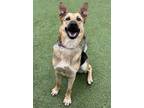 Adopt Lena a German Shepherd Dog, Mixed Breed