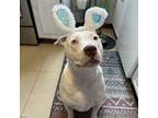Adopt Winnie - AVAILABLE a Pit Bull Terrier