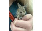 Adopt Irma a Degu