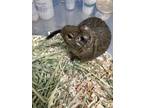 Adopt Cordelia a Degu