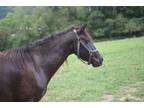 Adopt Zendetta a Rocky Mountain Horse, Gaited