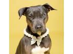 Adopt Candy - Adopted! a Pit Bull Terrier