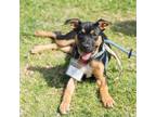 Adopt Candy Pup - Baby Ruth a Pit Bull Terrier, Shepherd