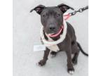 Adopt Bazooka a Pit Bull Terrier, Shepherd