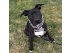Adopt Candy Pup - Bazooka a Pit Bull Terrier, Shepherd
