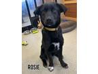 Adopt Rosie a Labrador Retriever