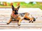 Adopt Hannah - Courtesy Listing a German Shepherd Dog