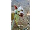 Adopt Carly a Boxer, Pit Bull Terrier