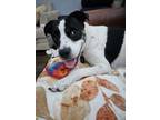 Adopt Luna a Boxer, Terrier