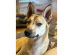 Adopt Amber AKA Chyna a Carolina Dog, Black Mouth Cur