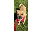 Adopt Sue Bird a Pug