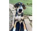 Adopt Willow a Australian Kelpie, Australian Terrier