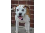 Adopt Sterling Skye a Hound, Pit Bull Terrier