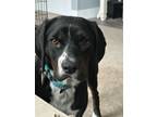 Adopt Buffy a English Springer Spaniel, Bluetick Coonhound