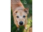 Adopt Annie a Labrador Retriever, Chow Chow