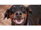 Adopt Riley a Doberman Pinscher