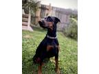 Adopt Nina a Doberman Pinscher