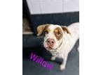 Adopt Willow a Chocolate Labrador Retriever, American Staffordshire Terrier
