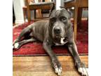 Adopt Wednesday a Pit Bull Terrier, Mixed Breed