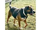 Adopt Zoya a German Shepherd Dog, Mixed Breed