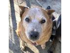 Adopt Saffie a Australian Cattle Dog / Blue Heeler