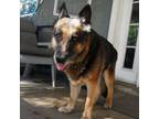 Adopt Molly a German Shepherd Dog