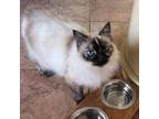 Adopt Summer a Siamese