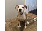 Adopt Ally (Momma) a Pit Bull Terrier