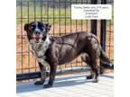 Adopt Paisley a Australian Cattle Dog / Blue Heeler