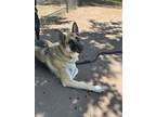 Adopt Bella a German Shepherd Dog