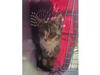 Adopt Nellie Noodle a Domestic Short Hair, Tiger