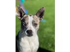 Adopt Prim a Boston Terrier