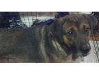 Adopt Zoe Queen a Rottweiler, Mastiff