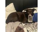 Adopt Jack a Chocolate Labrador Retriever, Border Collie