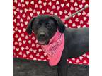 Adopt Harriet Tubman a Labrador Retriever, Mastiff