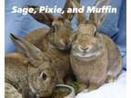 Adopt SAGE, PIXIE, and MUFFIN - BONDED TRIO a Flemish Giant