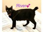 Adopt River a Domestic Short Hair