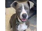 Adopt Sky a Pit Bull Terrier
