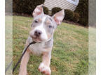 American Bully PUPPY FOR SALE ADN-740225 - Loveable pups