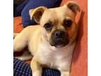 Adopt Maizey a Pug, Mixed Breed