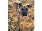 Adopt Jazz a German Shepherd Dog, Mixed Breed