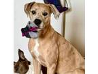 Adopt Henley a Pit Bull Terrier, Mixed Breed
