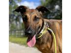 Adopt Ivy a Greyhound, Belgian Shepherd / Malinois